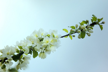 春天。 苹果树在开花。 苹果花。 盛开的白色花朵，盛开的树靠近。 美丽的春花苹果樱花树与白花。