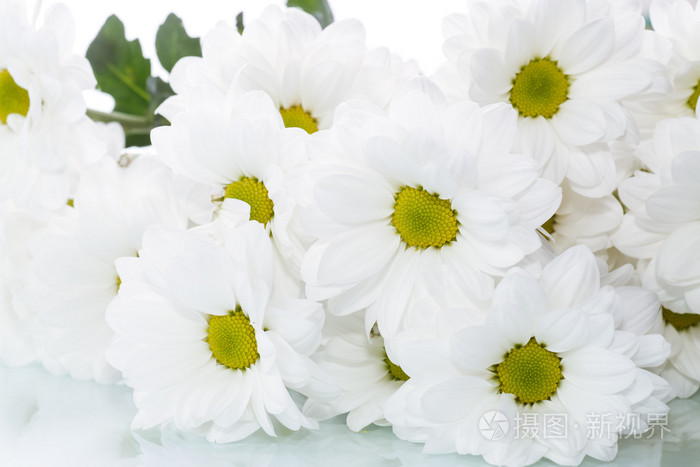 盛开的白菊花