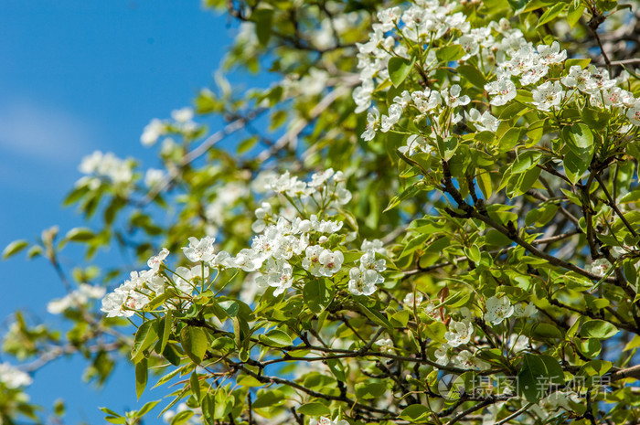 美丽的春花苹果樱花树与白花.