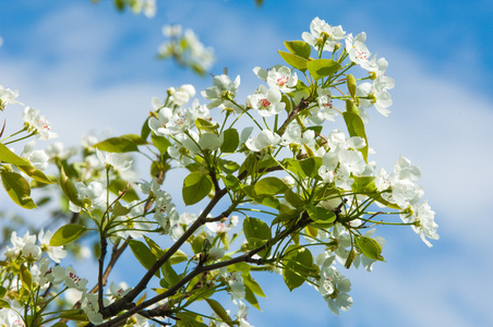 春天。 苹果树在开花。 苹果花。 盛开的白色花朵，盛开的树靠近。 美丽的春花苹果樱花树与白花。