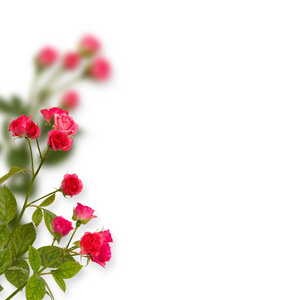 花卉的背景。在白色的背景分离的玫瑰。复制空间