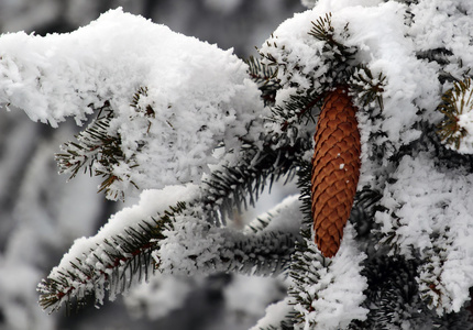 冷杉球果在雪地里与