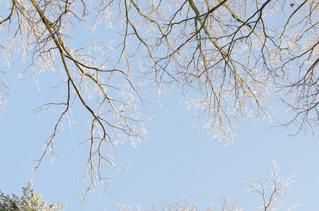 冬天雪树枝对蓝天