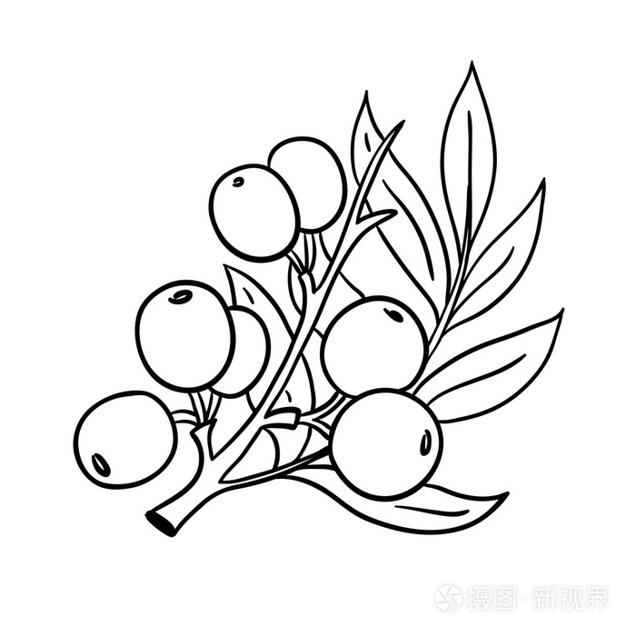 大果沙棘浆果中的分支.sanddorn.线图.白色背景上孤立