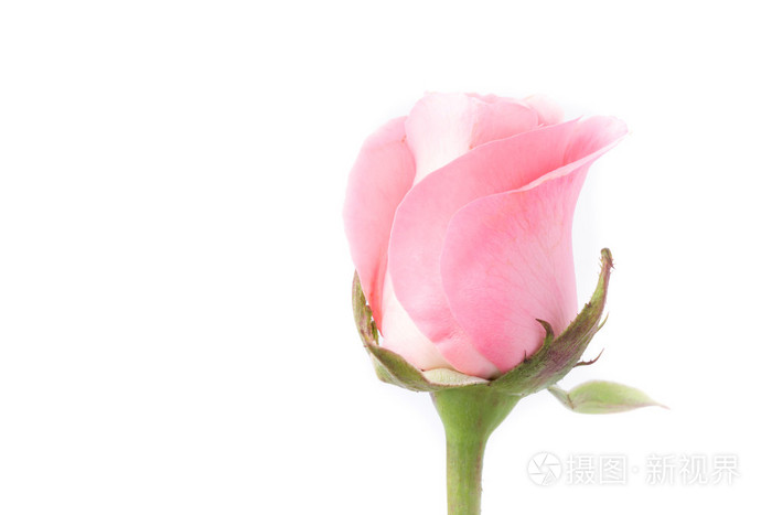 白色背景上的粉红色玫瑰花