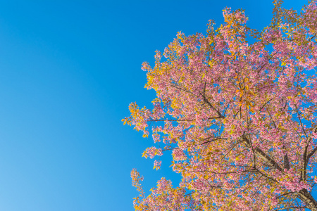 s sakura,Chiang Mai Thailand .