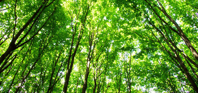 自然绿色木材