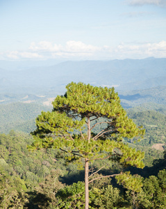 高大的树木生长在高山的顶峰