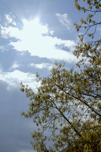 在天空中的树木