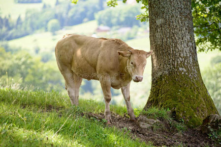 山上牧场上的奶牛
