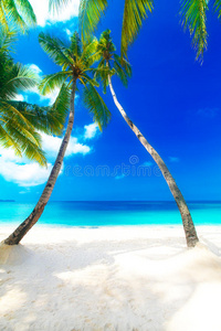 梦幻场景。白色沙滩上美丽的棕榈树。夏季n