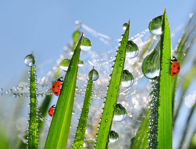 露水瓢虫