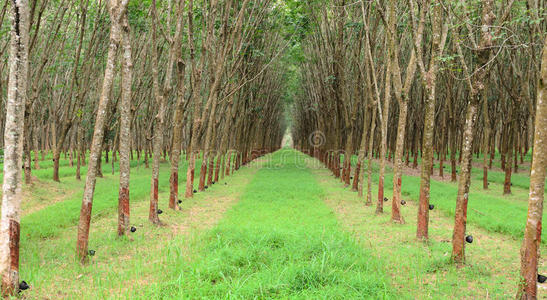 泰国普吉岛橡胶树场