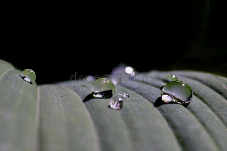 树叶上的雨滴