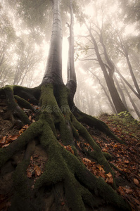 童话森林里的大根树