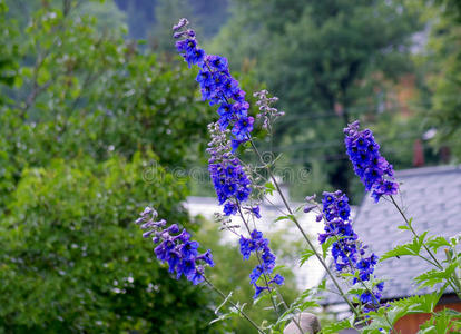 盛开 紫色 医学 领域 农业 自然 花的 草本植物 美丽的