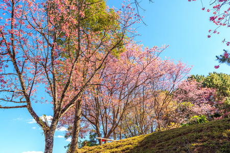 野生喜马拉雅山樱桃春天开花