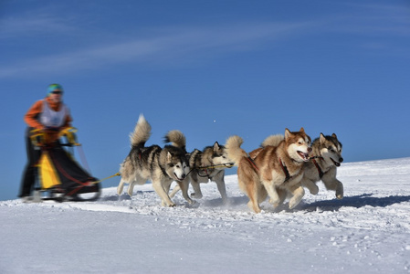 Musher 躲在雪橇狗拉雪橇比赛在后面