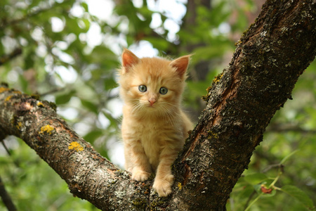 可爱的红色小猫爬的树分支