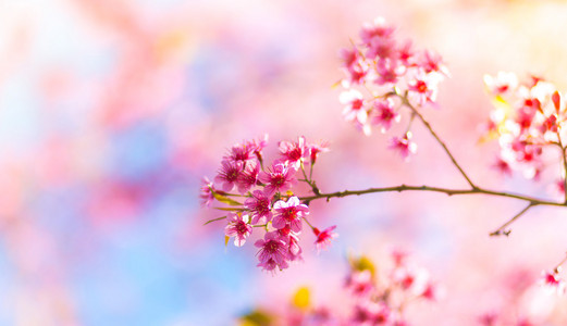 美丽的粉红色花开花