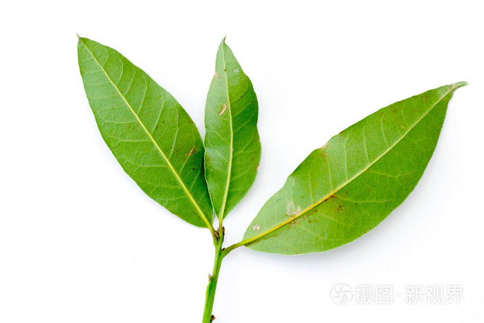 绿色的月桂树的叶子