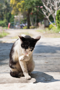 流浪猫