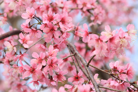 樱花花