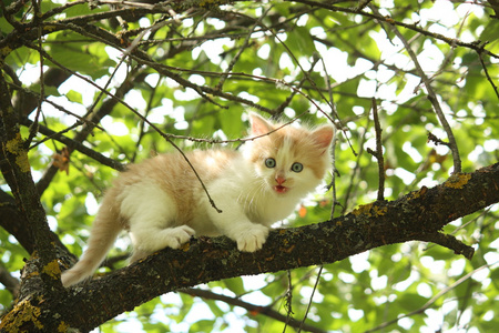 可爱的白色小猫坐在树枝上
