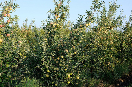苹果花园插画