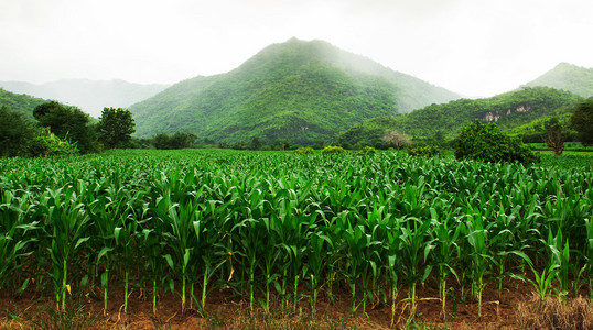 在泰国的玉米田
