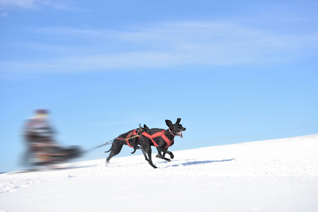 Musher 躲在雪橇狗拉雪橇比赛在后面