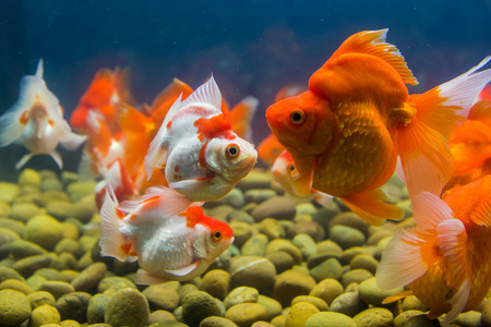 在水族馆有绿色的植物金鱼