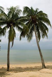 热带海滩和棕榈树图片