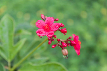 粉红色花朵上的水滴