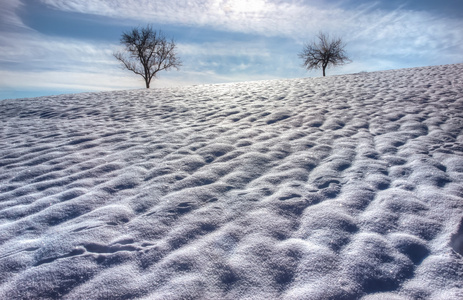 两个寂寞的树上雪场