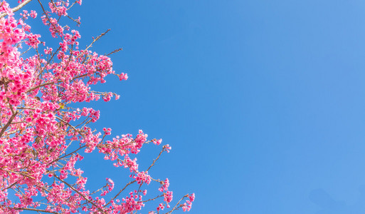 s sakura,Chiang Mai Thailand.