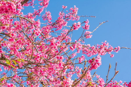 s sakura,Chiang Mai Thailand.