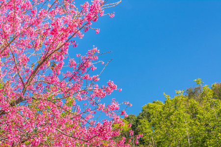 s sakura,Chiang Mai Thailand.