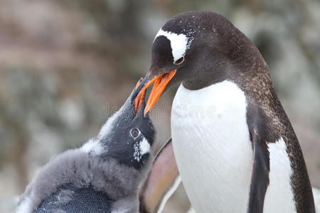 向成年企鹅乞讨食物的金图企鹅雏鸟