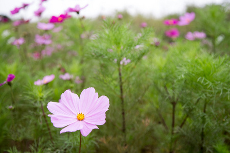 在花园波斯菊花卉