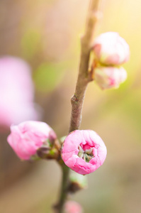 桃花朵花