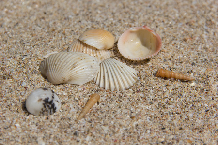 沙上的贝壳
