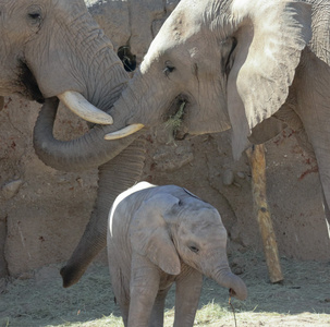 非洲大象的家族的肖像图片