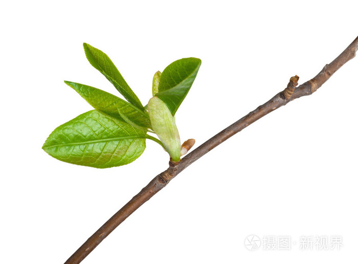 芽的野生樱桃树宏观