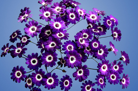 孤立的紫色瓜叶菊