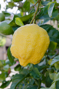 群的成熟柠檬