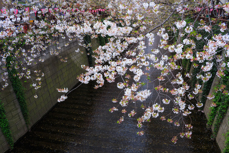 在东京的樱花