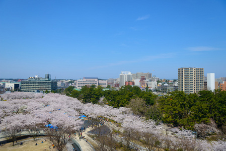 樱花