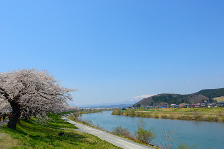 樱花，Shiroishigawa 堤 sembonzakura