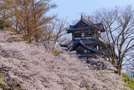 樱花和高田城堡